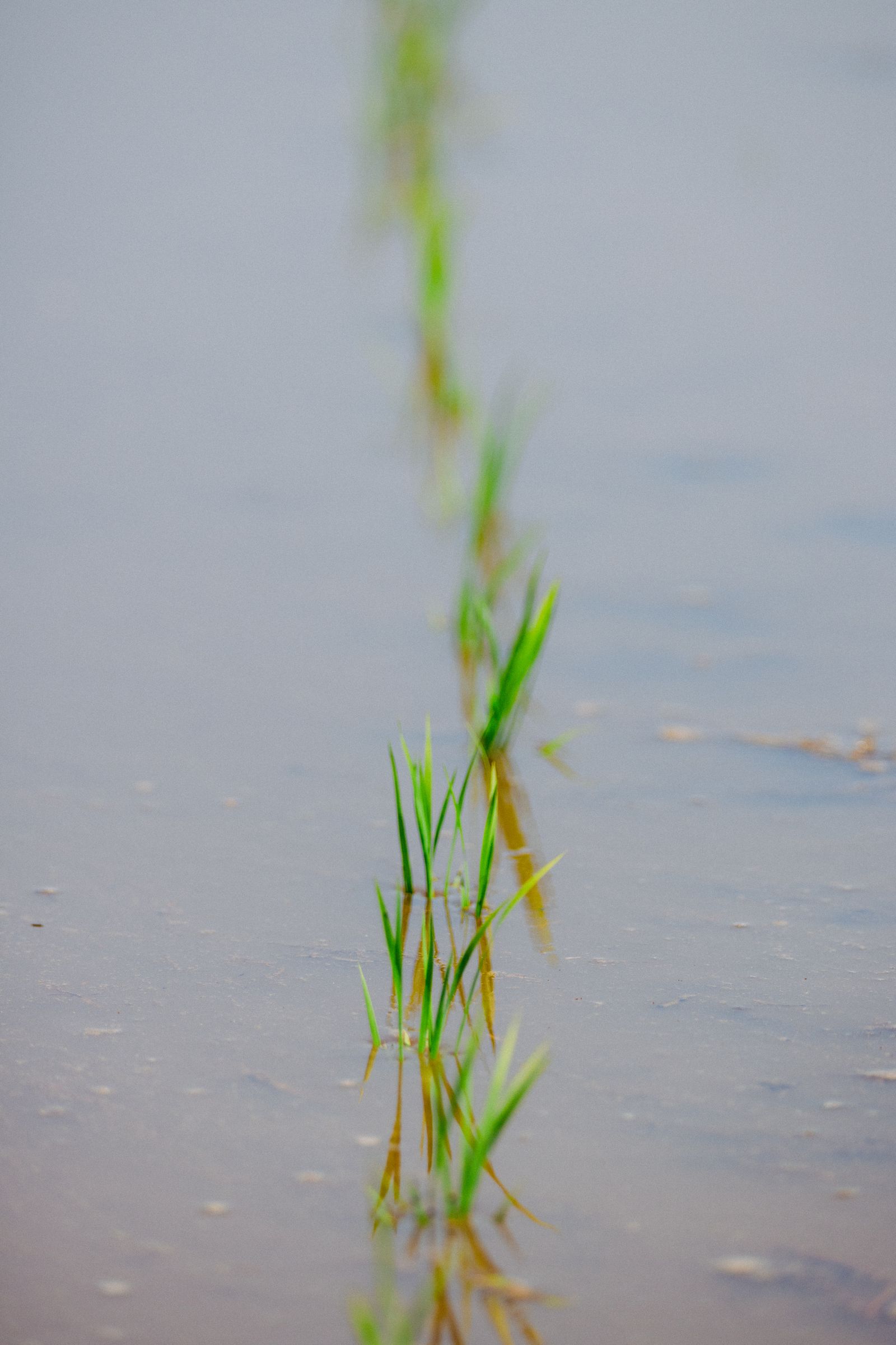 水鏡の田に植えられたばかりの苗